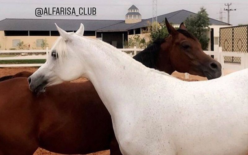 Al Farisa Equestrian Club for ladies