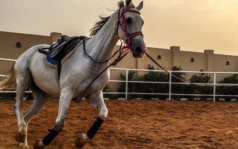 Al Farisa Equestrian Club for ladies