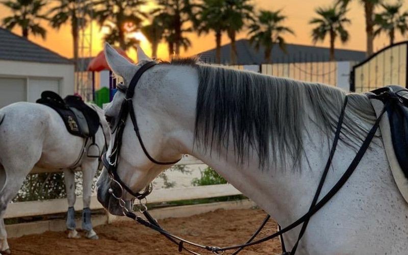 Al Farisa Equestrian Club for ladies