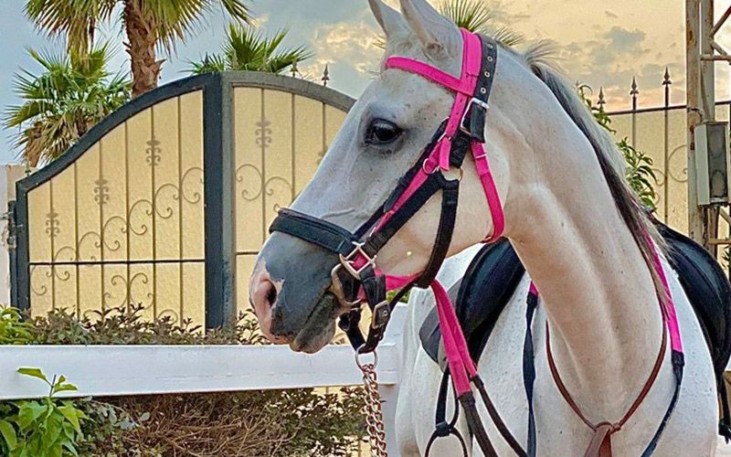 Al Farisa Equestrian Club for ladies